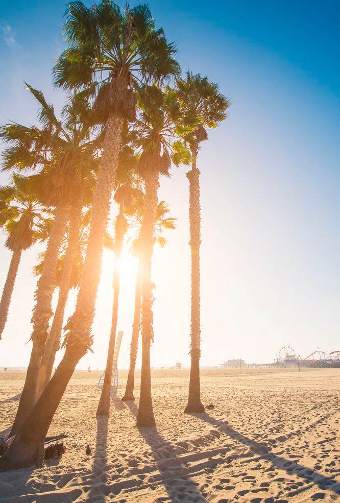 Tropical beach with palm trees in Santa Monica, California