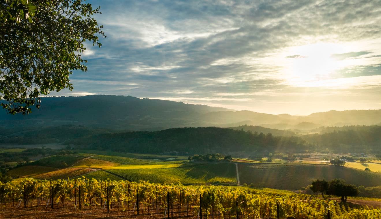 Panorama of Sonoma Valley wine country with rolling hills in autumn at harvest time.