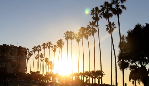 Image of palm trees in La Jolla, CA. 