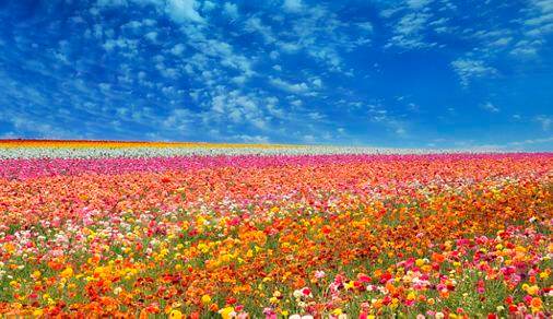 A beautiful huge image of infinite fields of flowers (ranunculus) and a big sky with beautiful clouds.