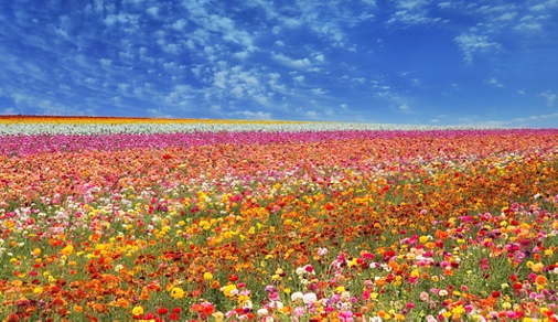 A beautiful huge image of infinite fields of flowers (ranunculus) and a big sky with beautiful clouds.
