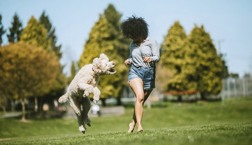 A happy young adult woman enjoys time at a park with her standard poodle, running, playing, and relaxing with the dog.