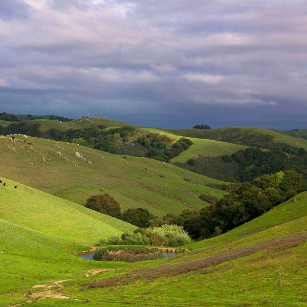 Pastoral California hillside in spring sunshine with cattle